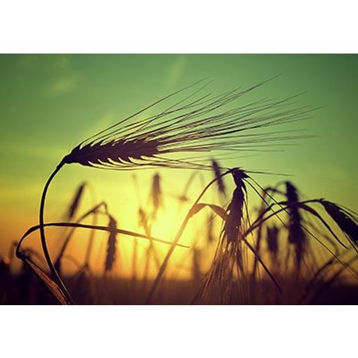 ISP-MG 750 RF Infrarotstrahlungpaneele ISP-MG 750 Fro