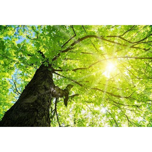 M01-01010620 DOTLUX Motivplatte SKYLIGHT für Einbaupa